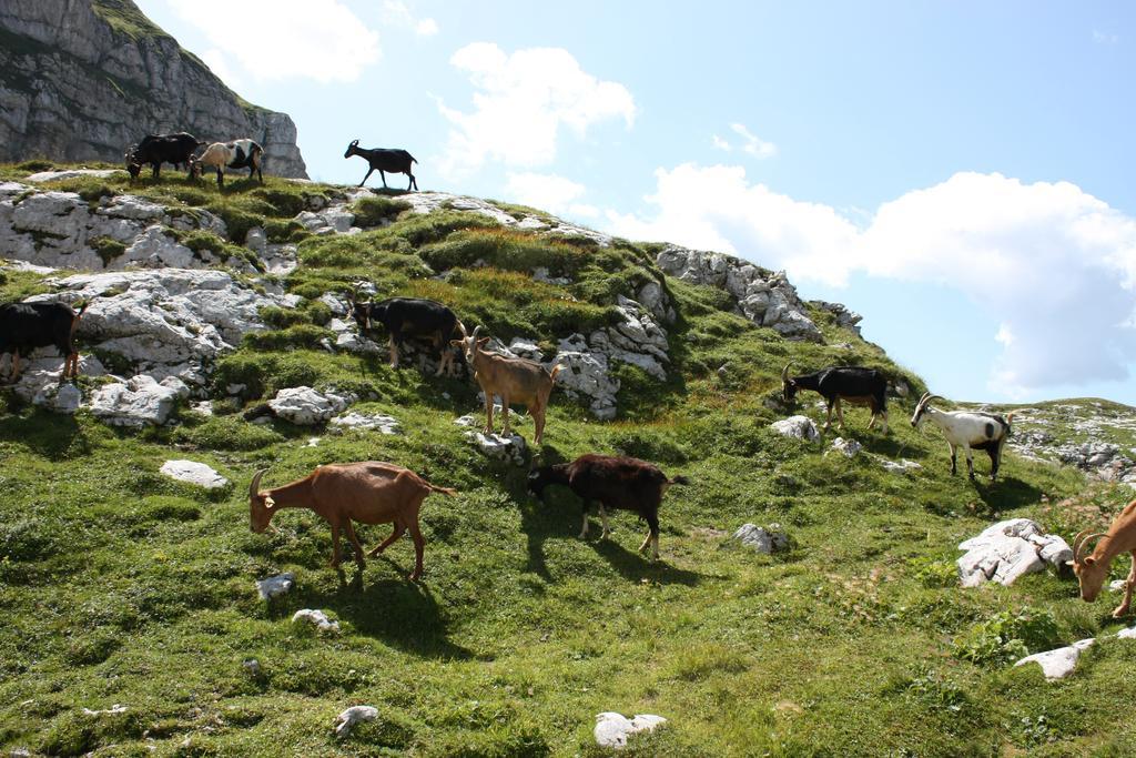 Hotel Alp Bovec Exterior foto